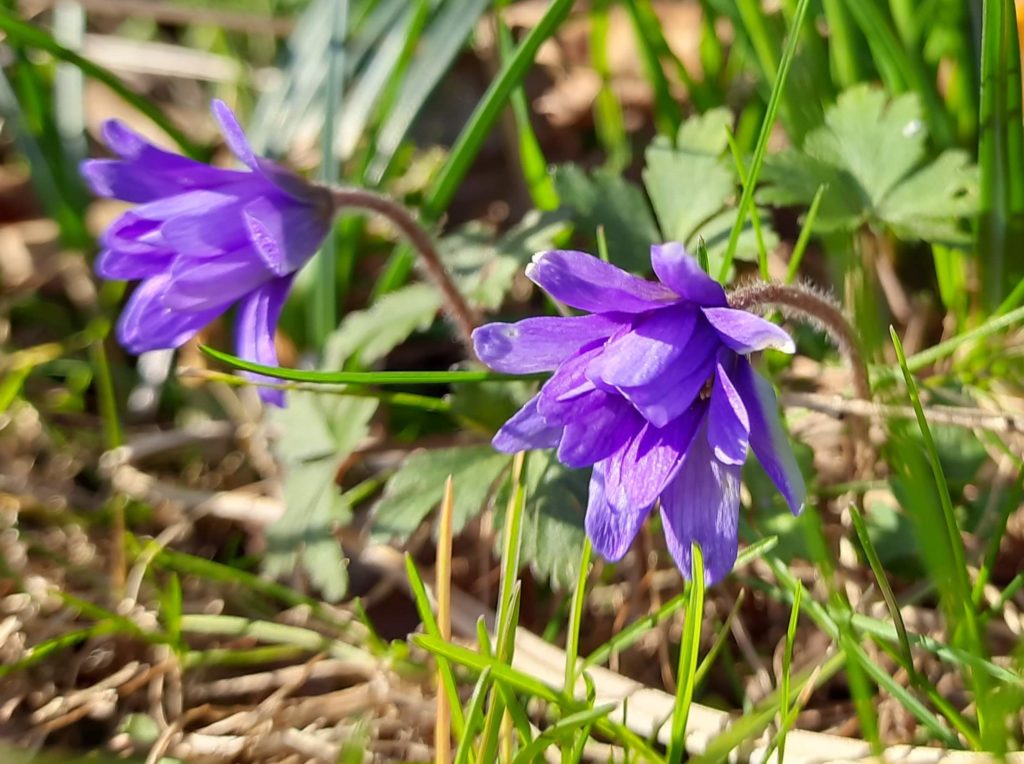 Vollmond Anemone