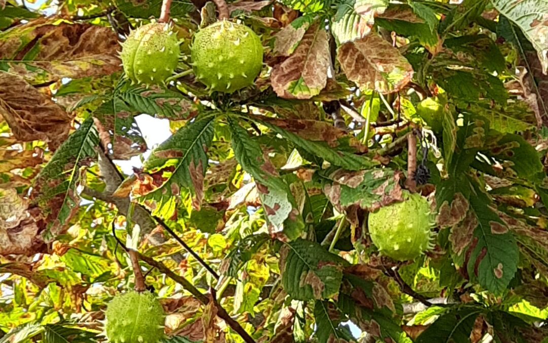 Kastanien-Freude – Verbundenheit mit der Natur