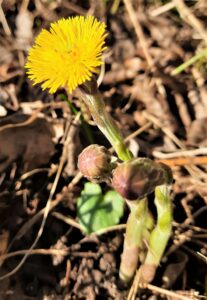 Huflattich mutige Sonne