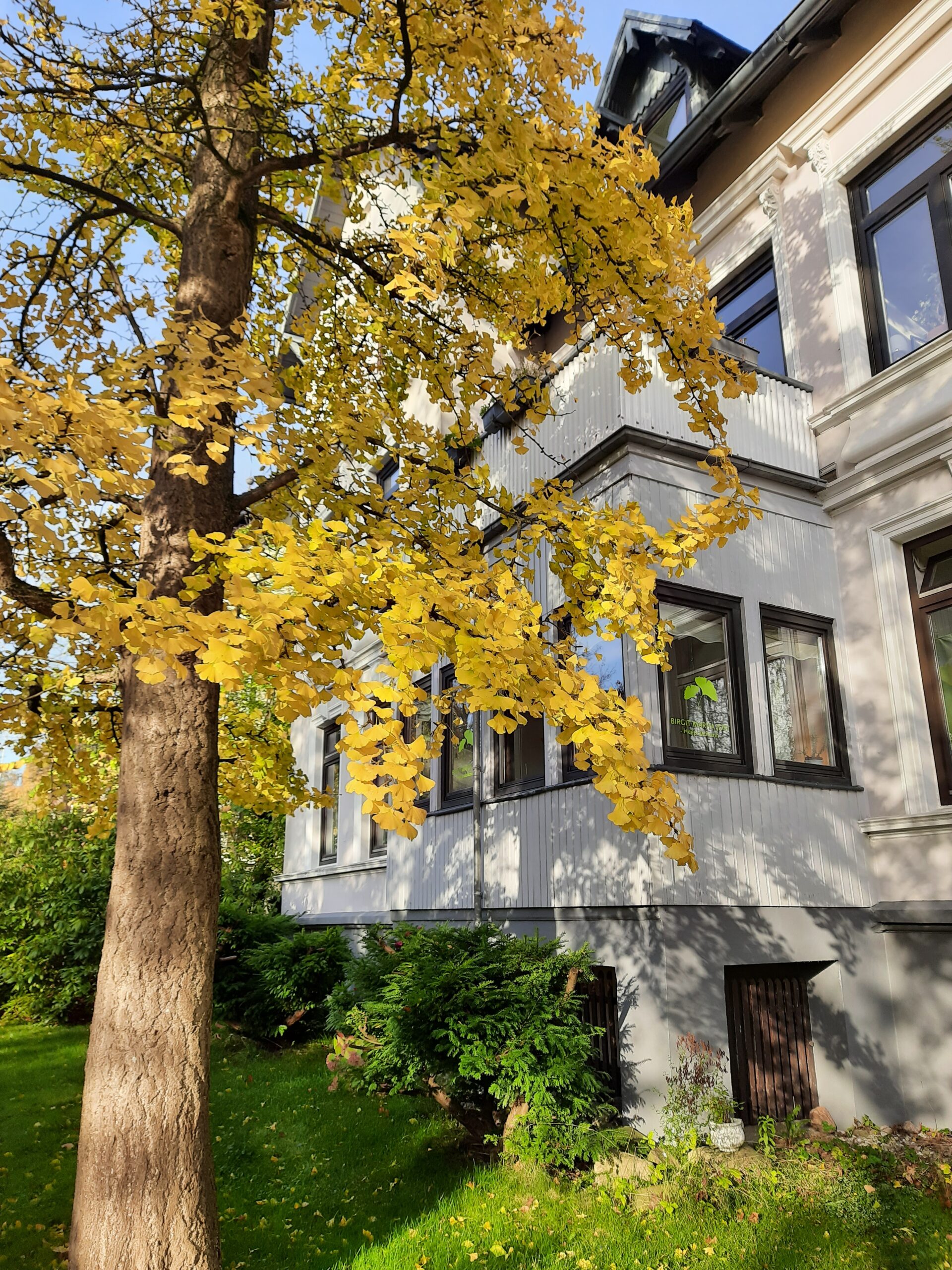 Goldener Gingko im November